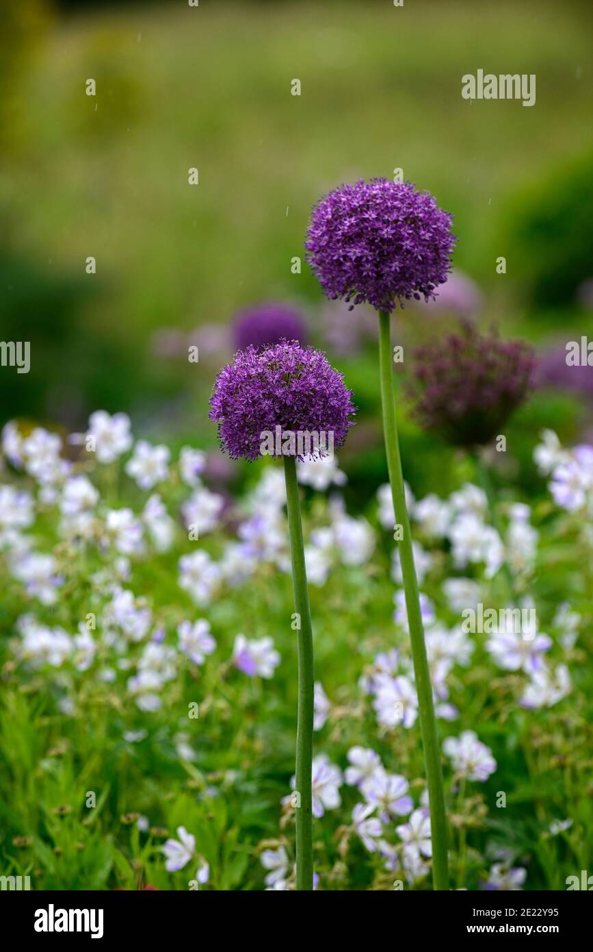 Allium hollandicum Purple Sensation,geranium splish splash,alliums and geraniums,allium and geranium,purple white blue flowers,flower,flowering,mixed Stock Photo