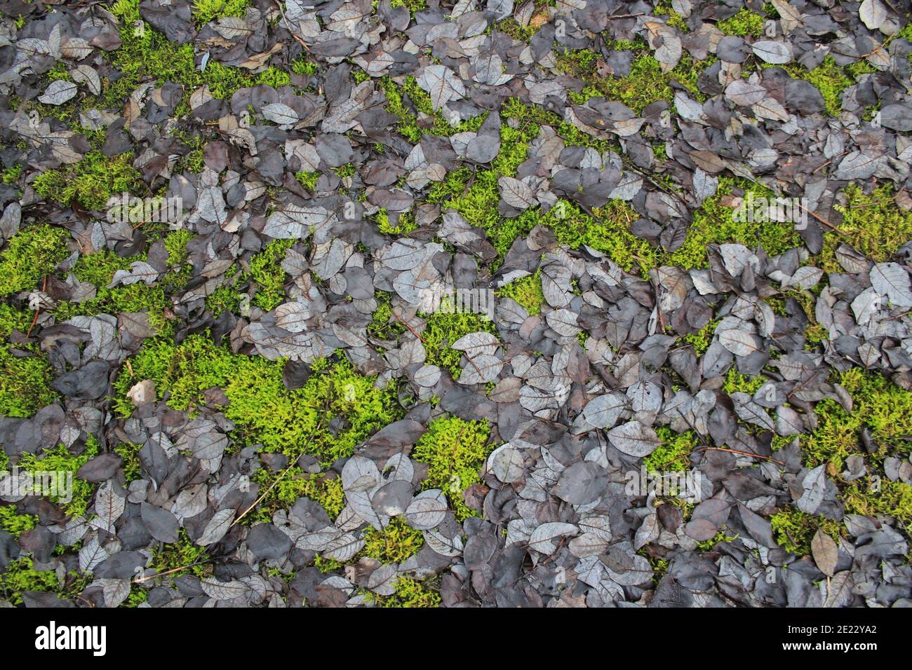 Green moss leaves on ground hi-res stock photography and images - Alamy