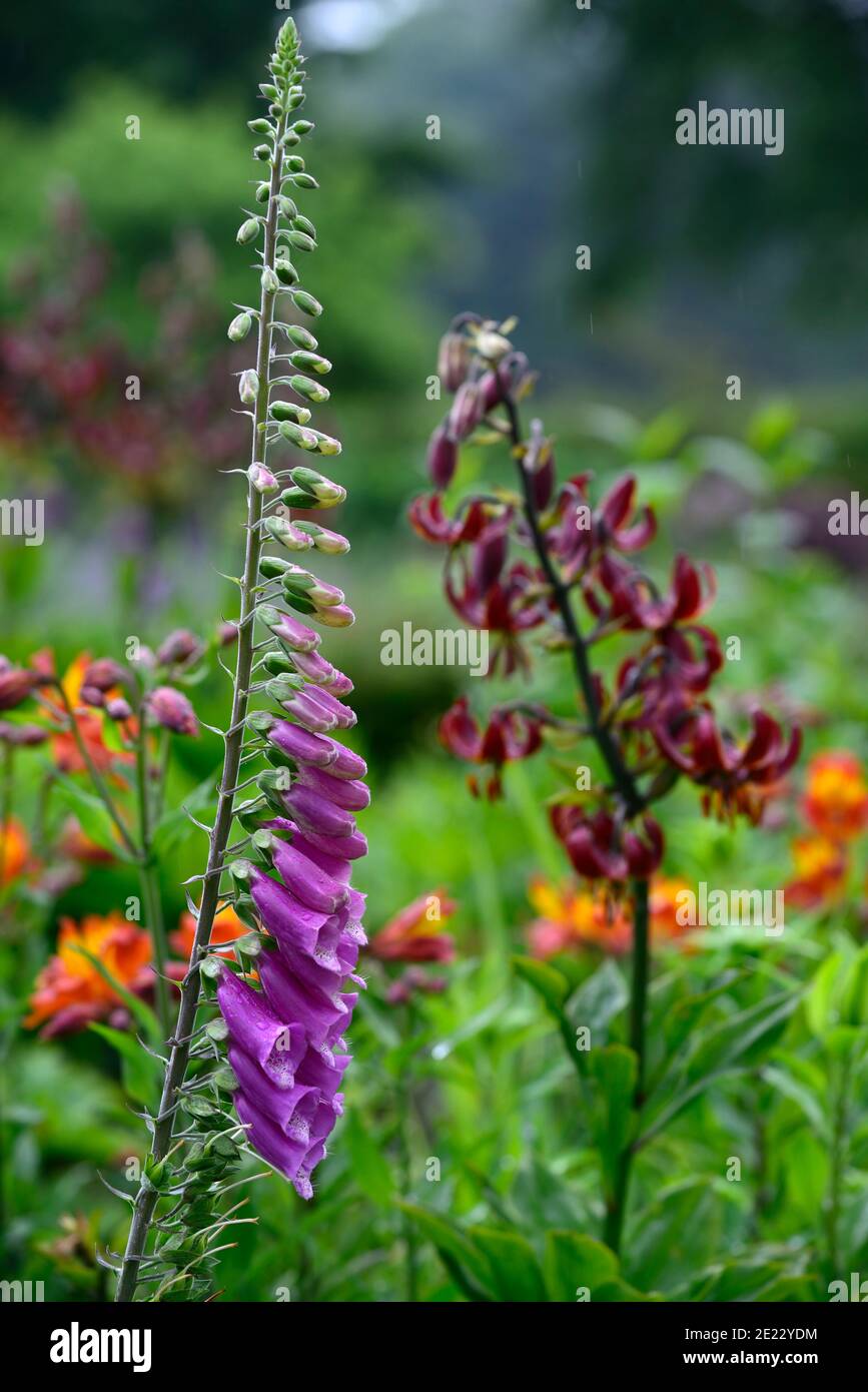 digitalis purpurea,purple foxglove,Lilium Martagon Claude Shride,martagon lily claude shride,martagon lillies,red,maroon,flower,flowers,perennial,turk Stock Photo