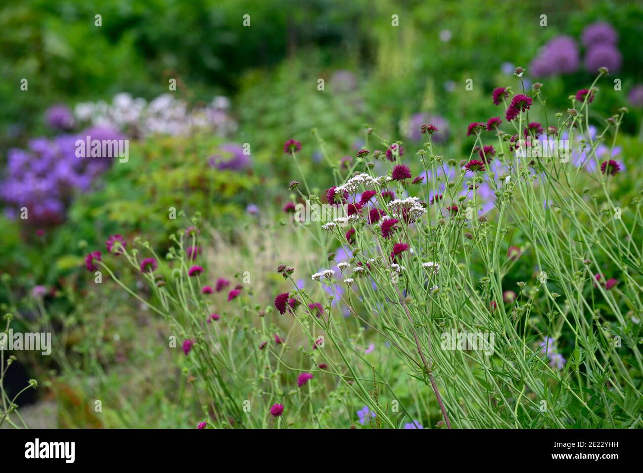 Knautia macedonica,scabious,pincushion,wine red flowers,flower,flowering,wildflowers,garden,gardens,wildlife friendly,RM Floral Stock Photo