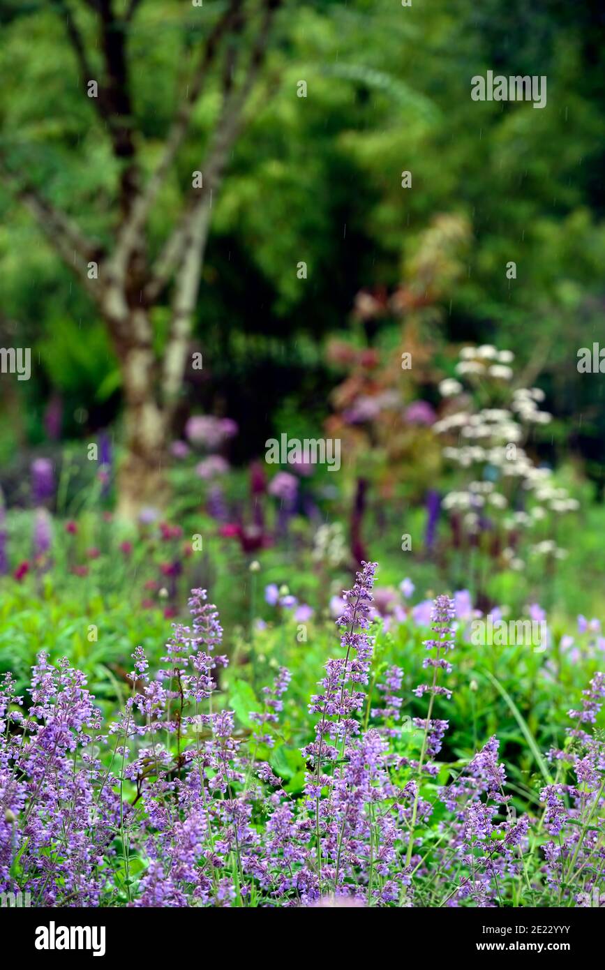 Catnip border hi-res stock photography and images - Alamy