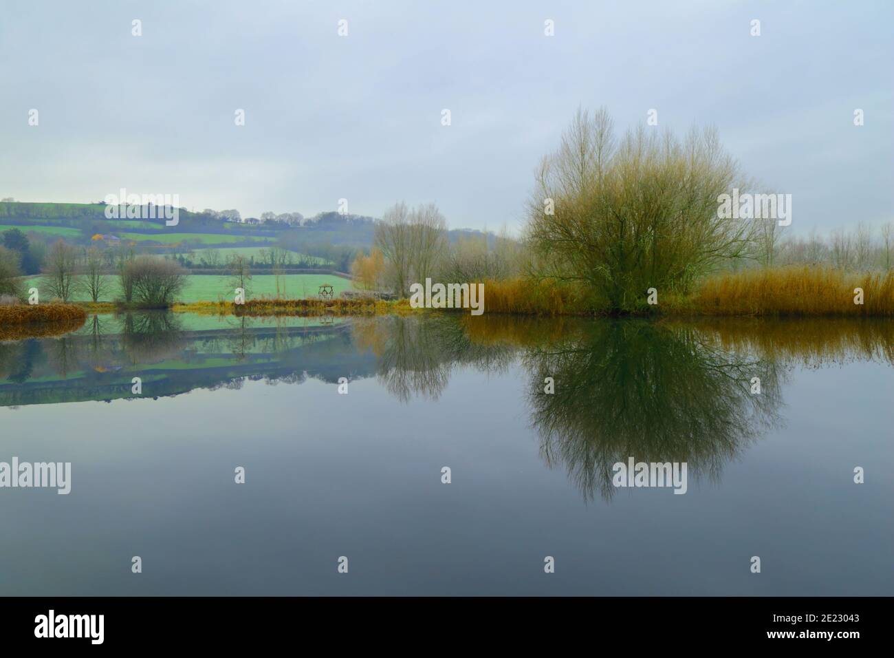 Trees in winter reflected on the lake in East Devon, UK Stock Photo