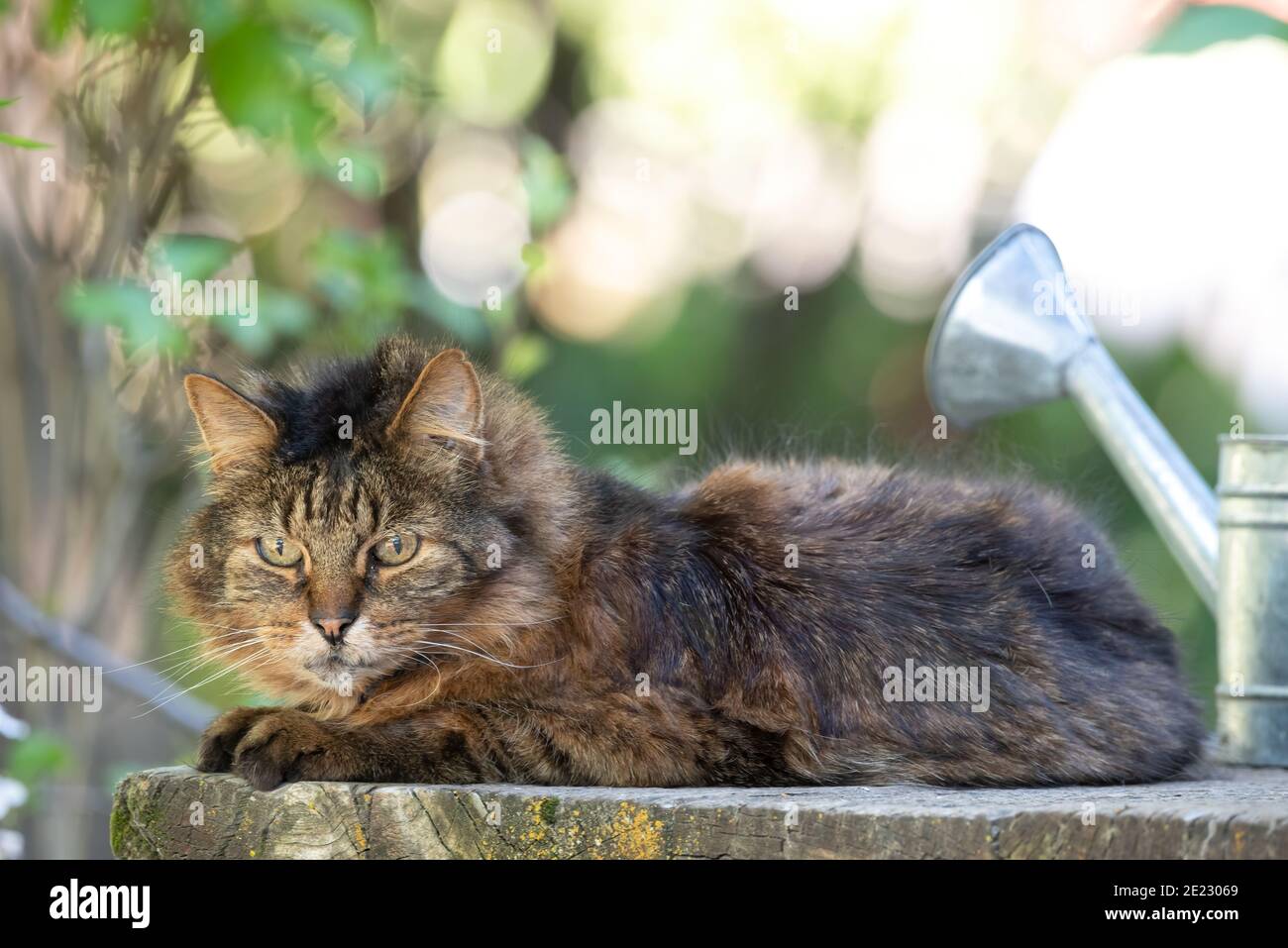 House cat, Wallowa Valley, Oregon. Stock Photo