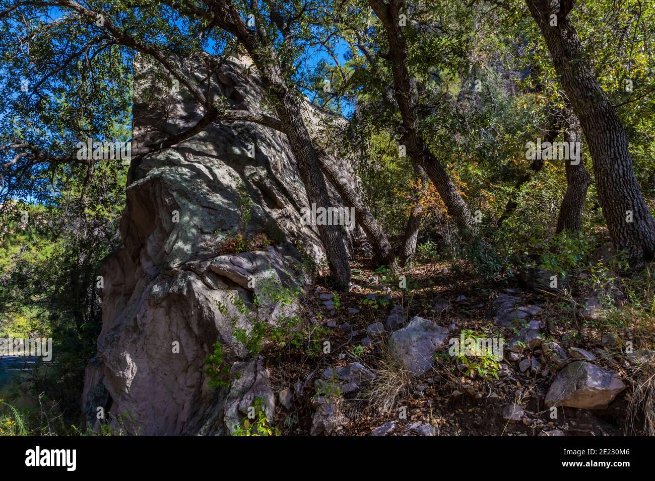 Oak trees and giant boulder along Cave Creek Road in the Chiricahua