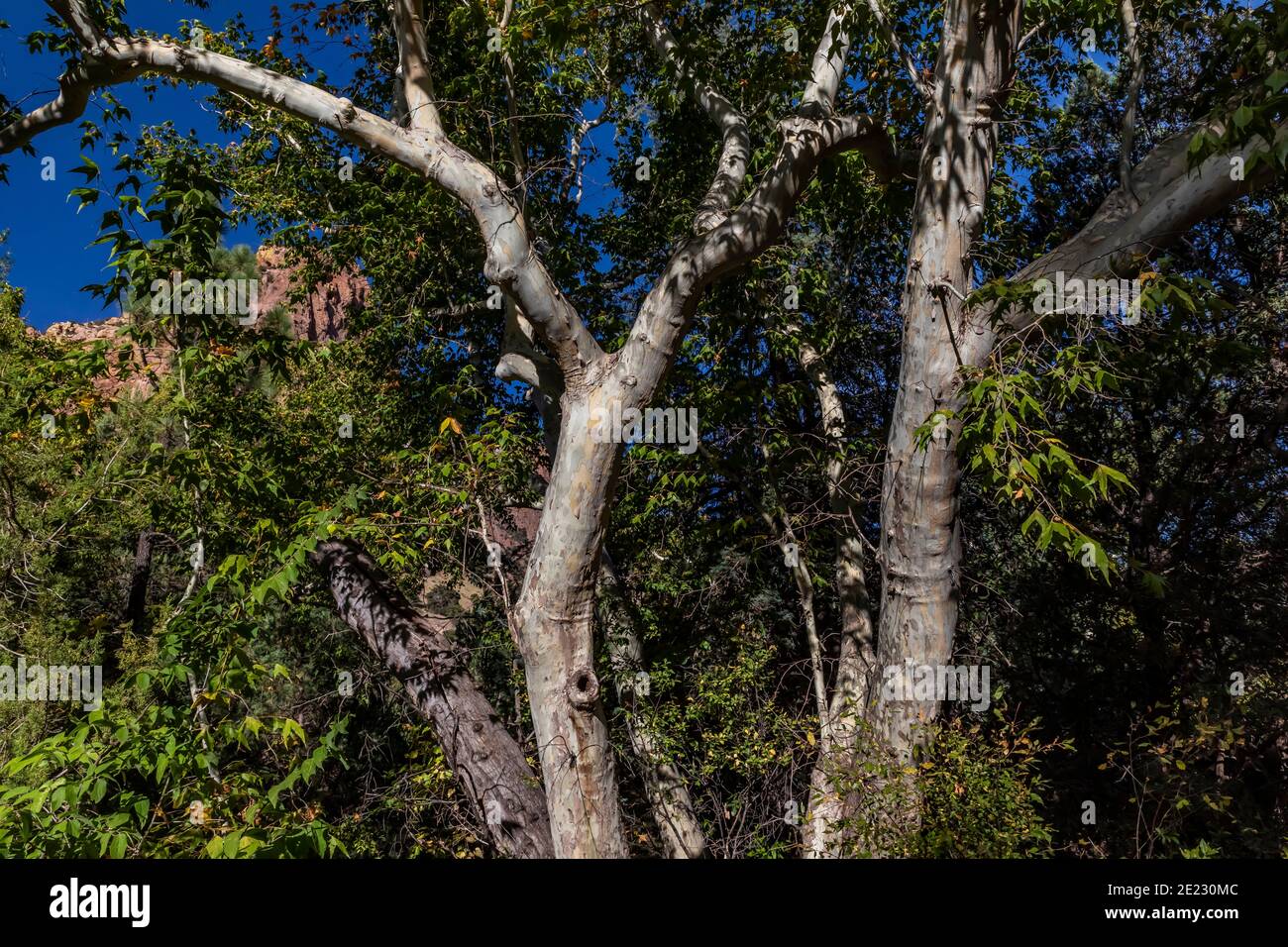 Arizona Sycamore, Platanus wrightii, in Cave Creek Canyon, Coronado National Forest, Arizona, USA Stock Photo