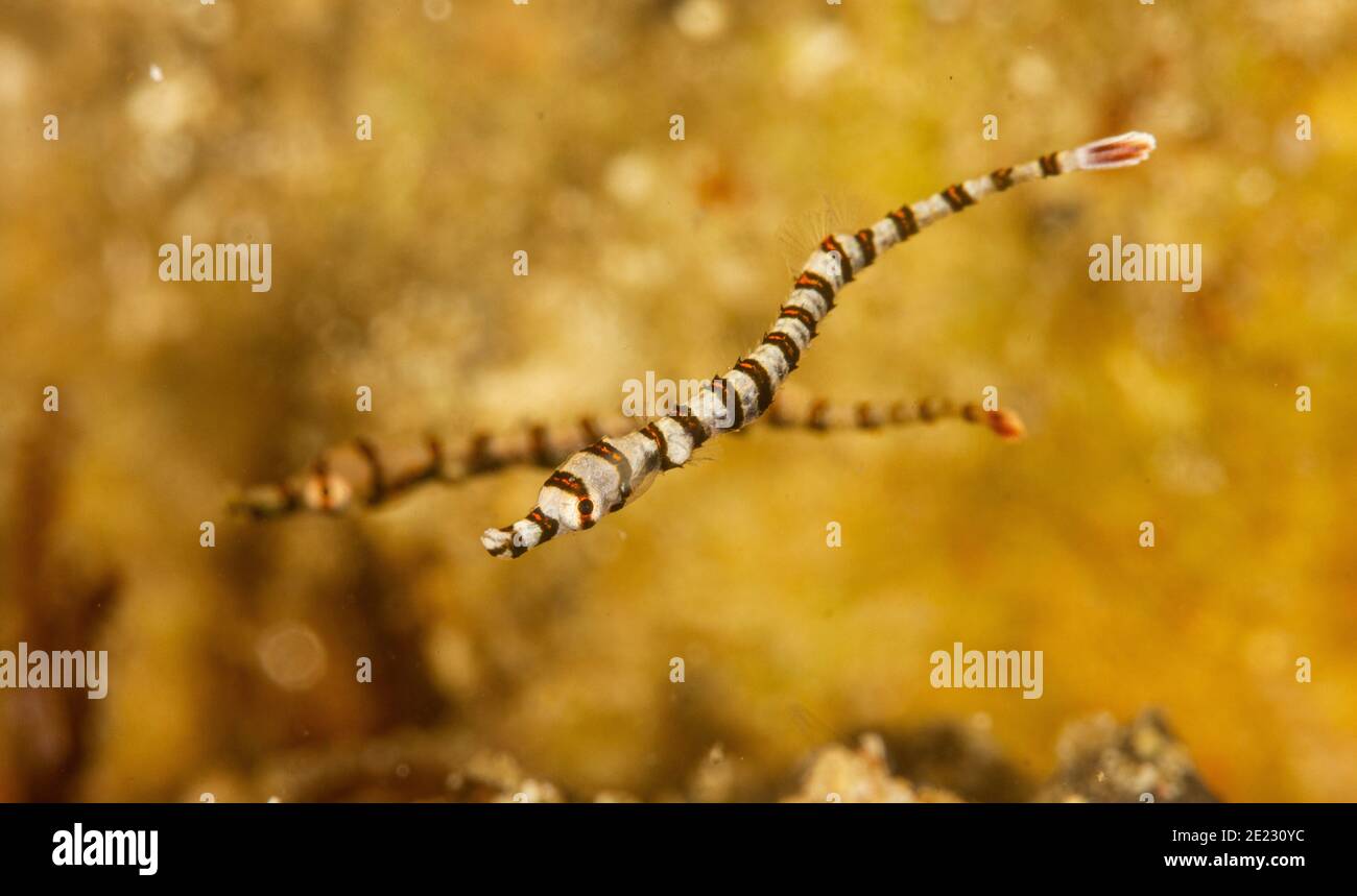 Banded Pipefish Stock Photo