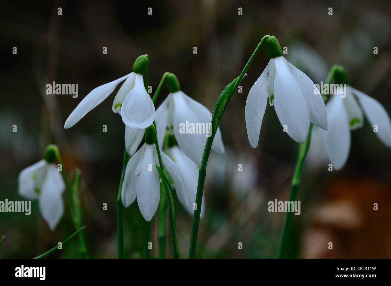lots of fresh snowdrops in spring Stock Photo