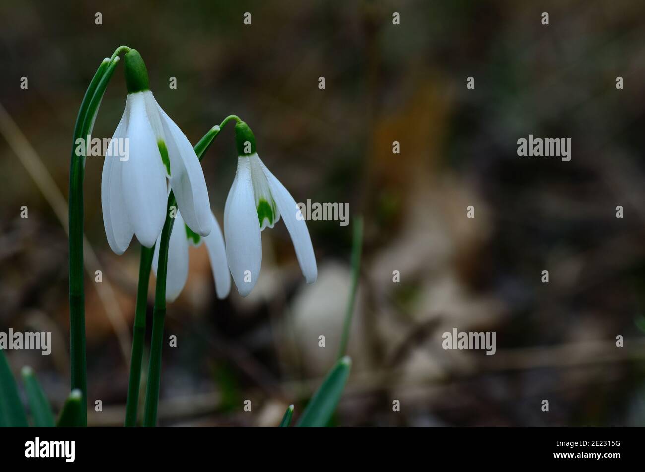 fresh snowdrops in spring and forest Stock Photo