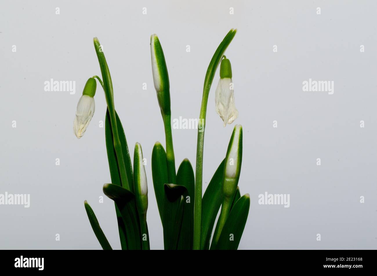 fresh snowdrops and white background Stock Photo