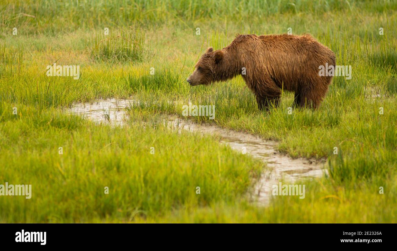 A coastal bear walks along feeding and drinking in Alaska Stock Photo