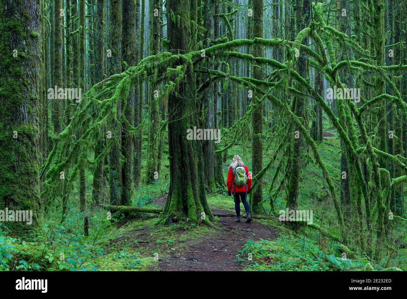 Woman hiking on forest trail, Golden Ears Provincial Park, Maple Ridge, British Columbia, Canada Stock Photo