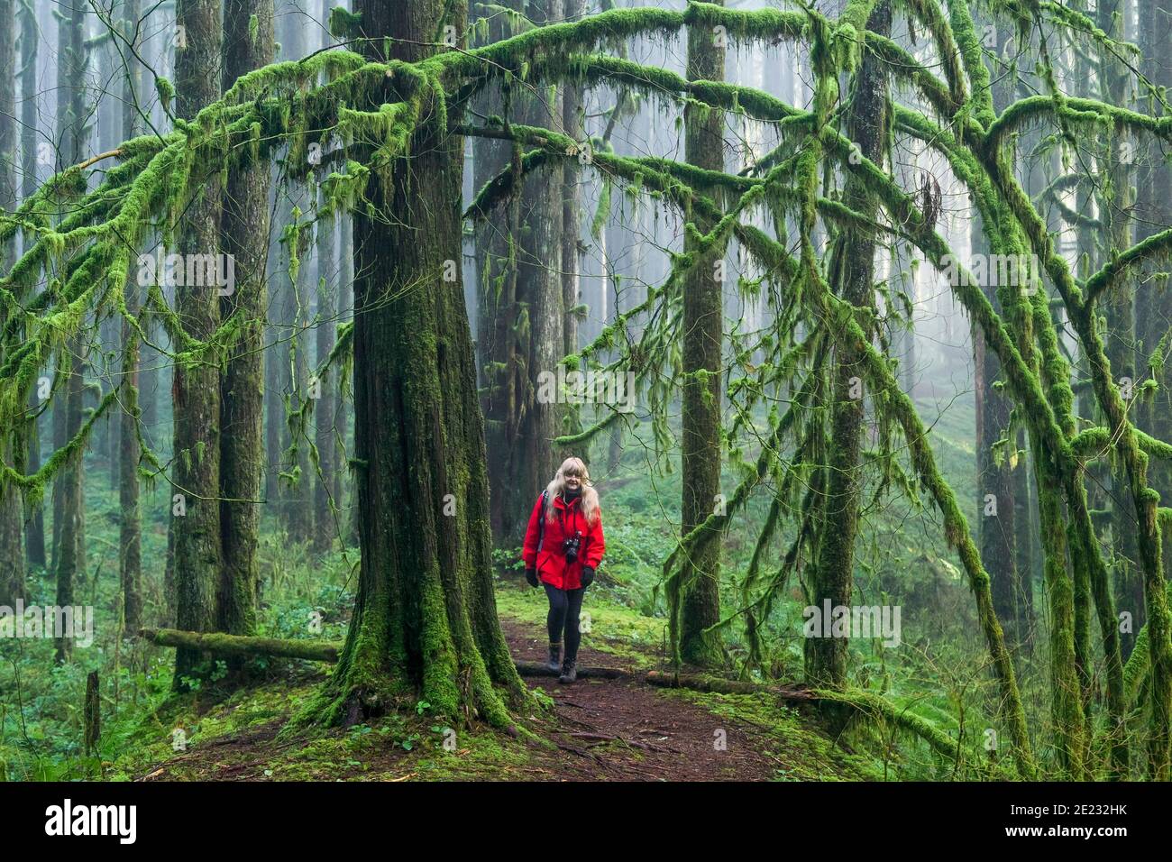 Woman hiking on forest trail, Golden Ears Provincial Park, Maple Ridge, British Columbia, Canada Stock Photo