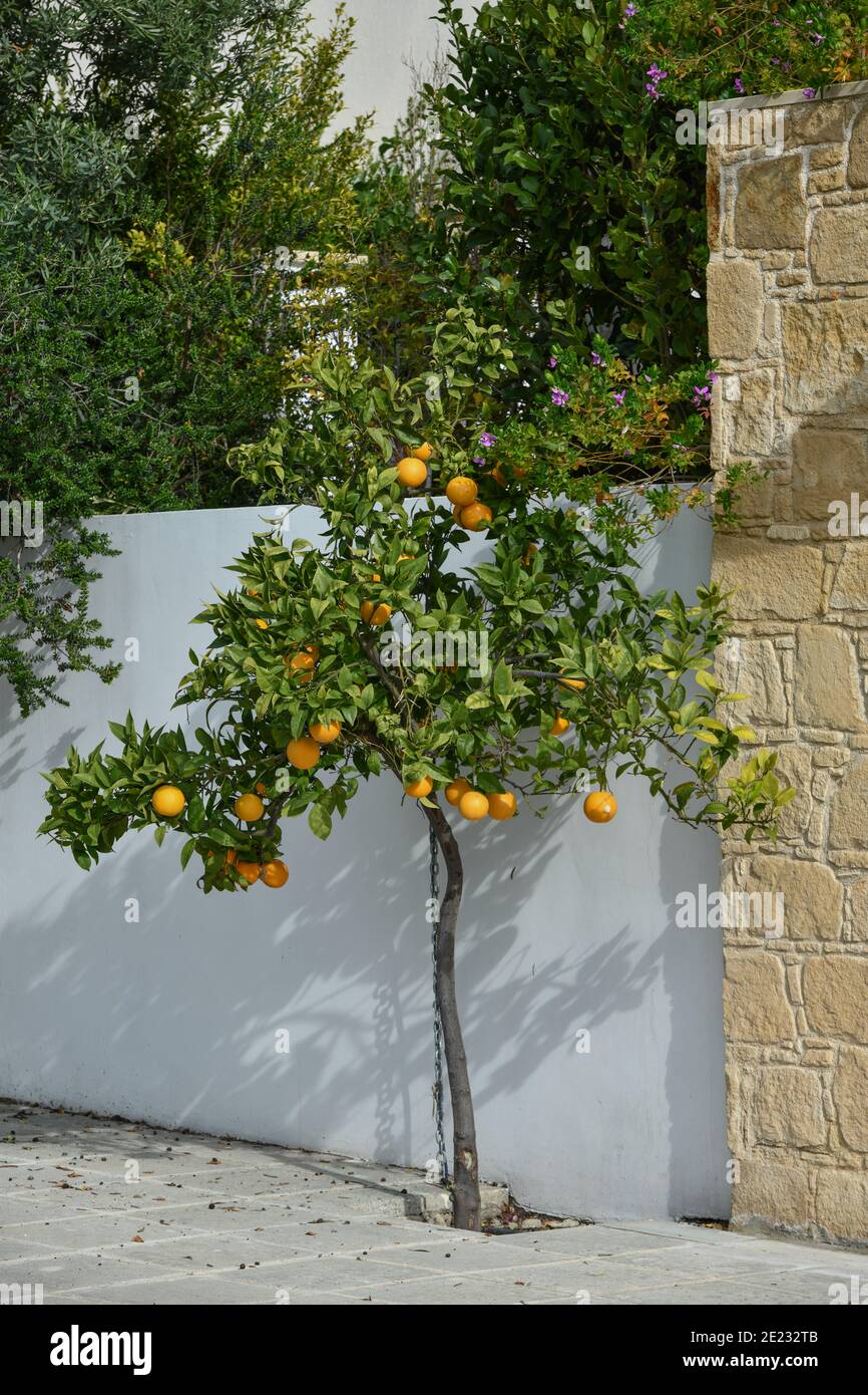 Orangenbaum, Zypern Stock Photo