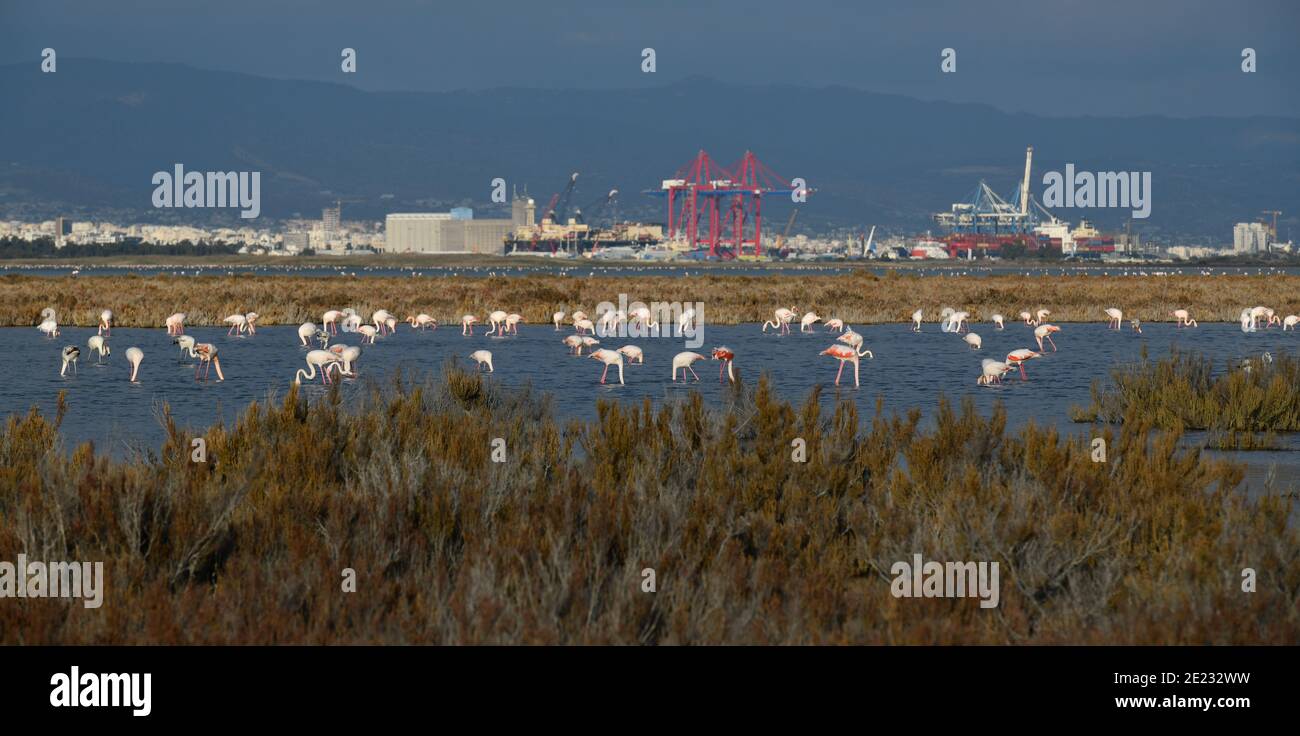 Flamingos (Phoenicopteridae), Salzsee Limassol, Zypern Stock Photo