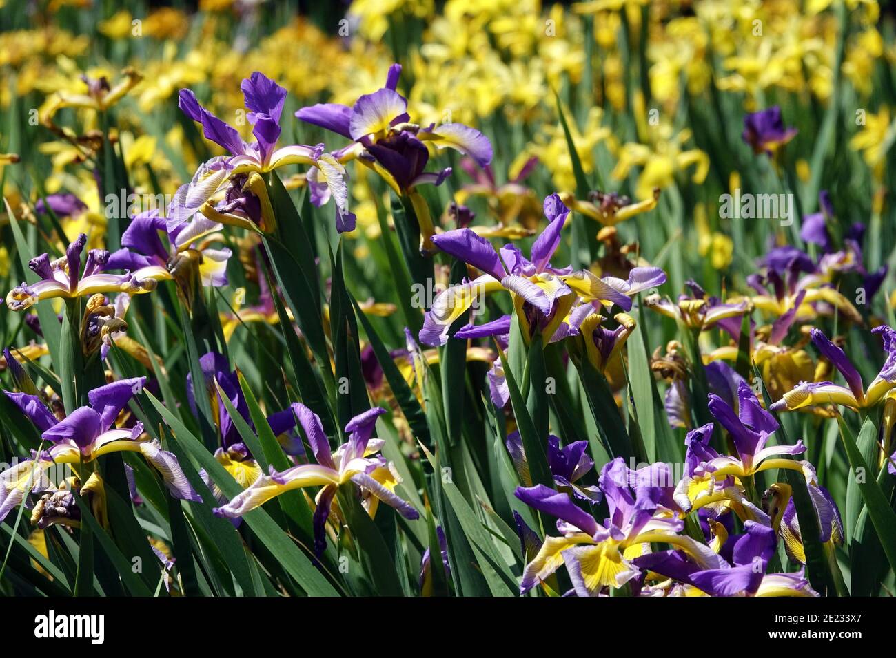 Herbaceous border of blue-yellow irises growing in June garden flowers planting irises Stock Photo
