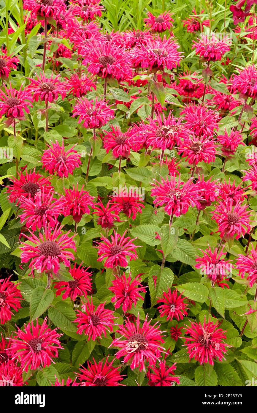 Monarda didyma Bee-Happy beautiful red monarda summer perennial herbaceous plant Stock Photo