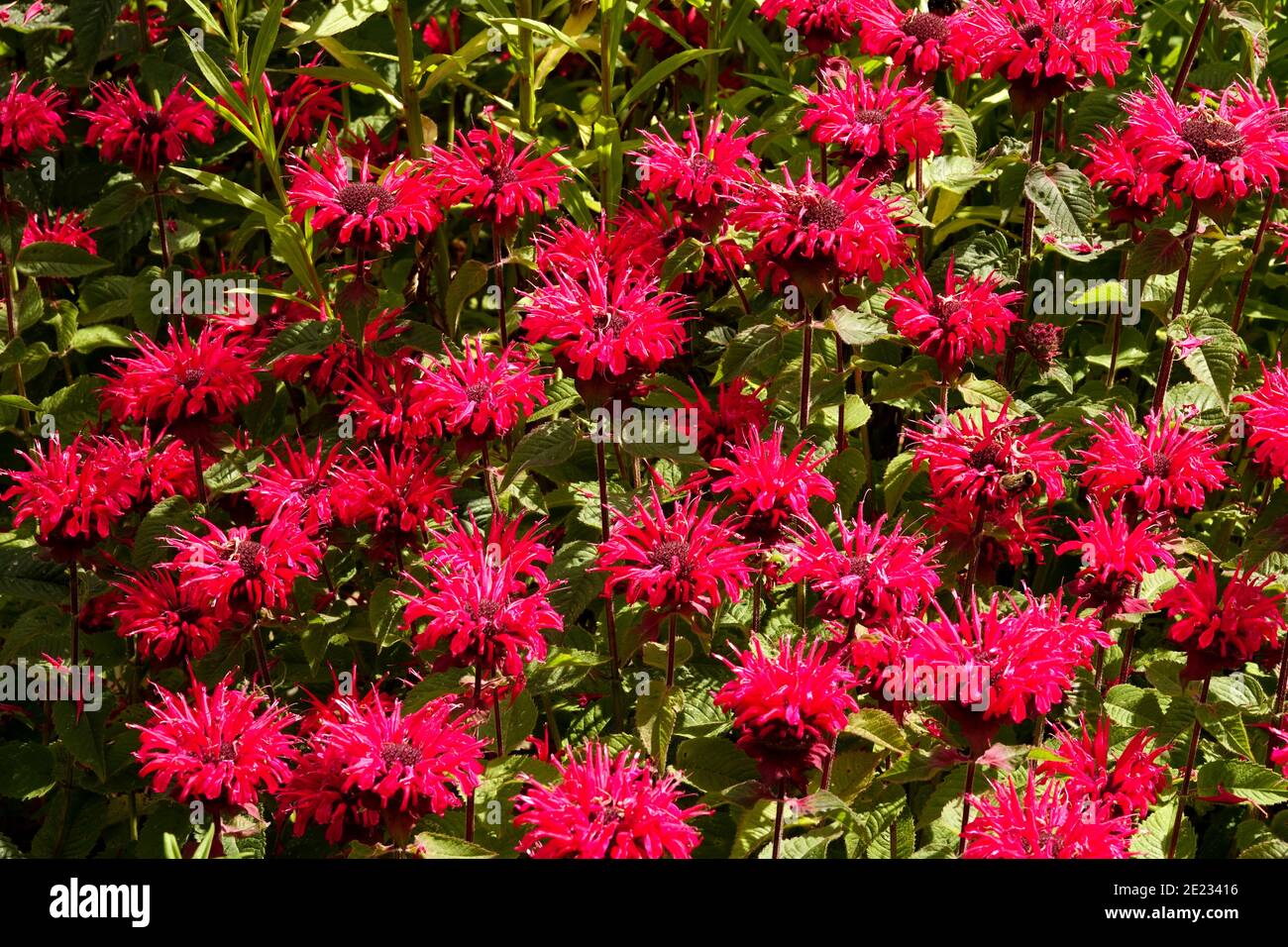 Monarda didyma Monarda red flowers in garden flower bed herbaceous perennial Stock Photo