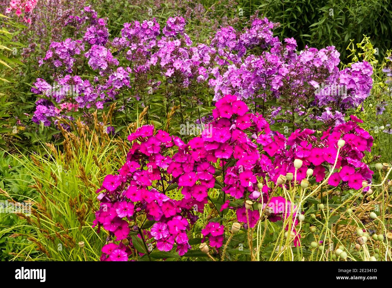 Summer perennials plants in herbaceous border garden Purple Phlox paniculata Stock Photo