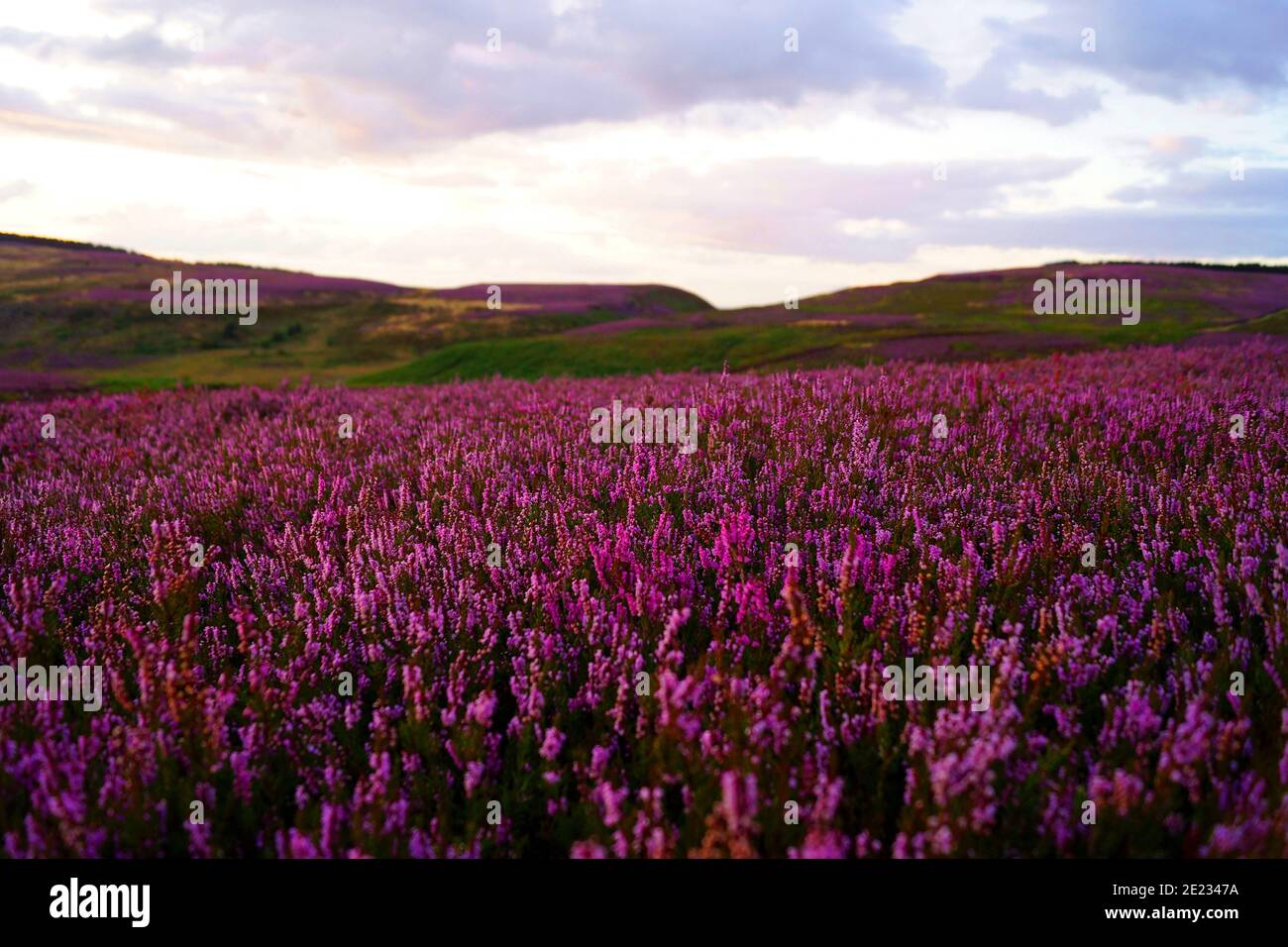 Purple moorlands in the North York Moors National Park in North Yorkshire, England. Stock Photo