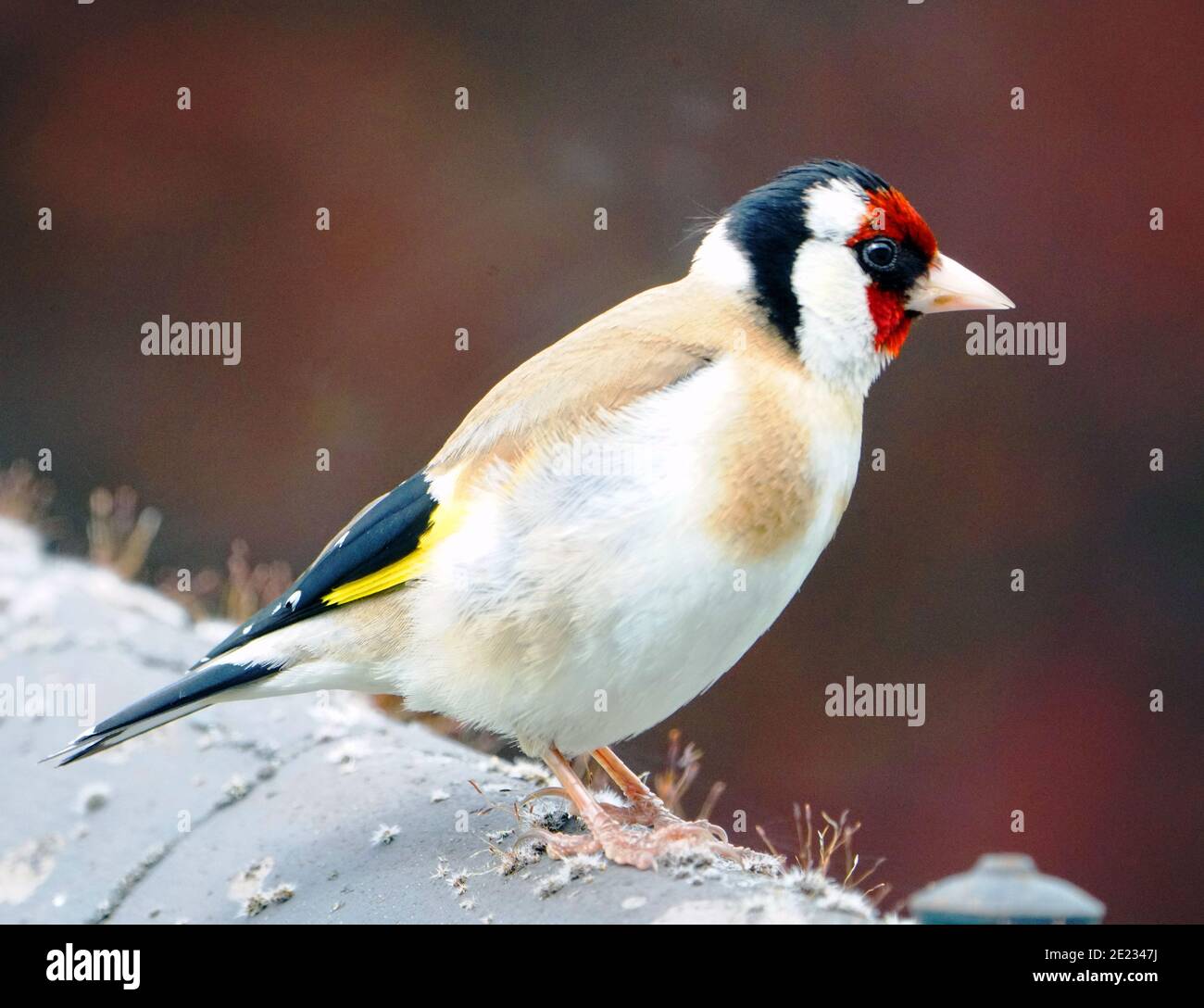European Goldfinch (Carduelis carduelis). Stock Photo