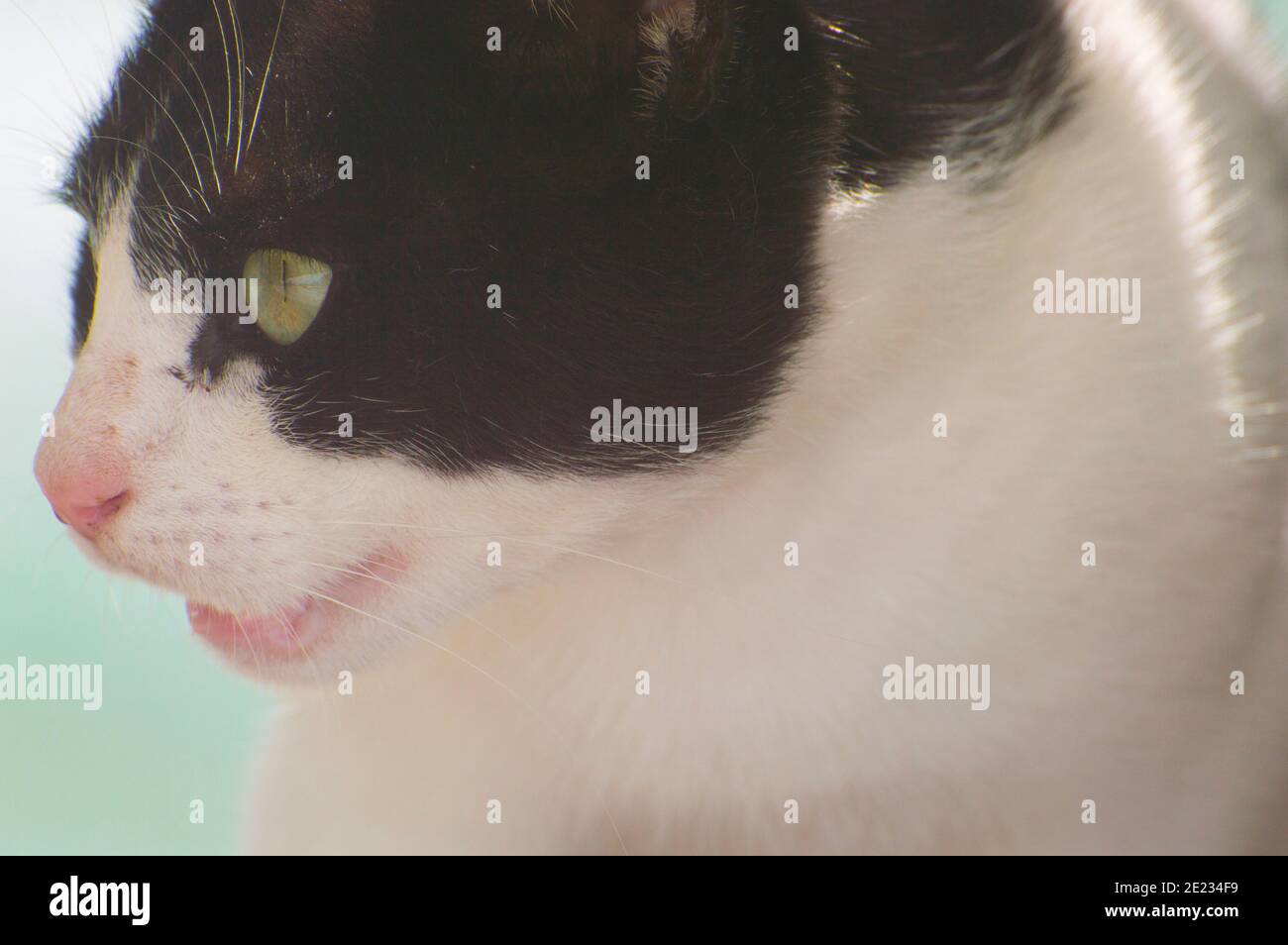 Domestic cat portrait Stock Photo - Alamy