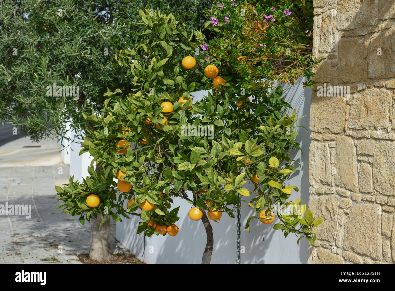 Orangenbaum, Zypern Stock Photo