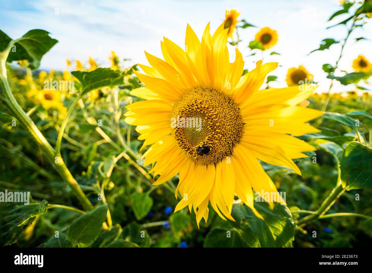 Close-up of common sunflower bloom in artistic nature scene. Helianthus annuus. Blooming flower head with bee in center and beautiful yellow petals. Stock Photo
