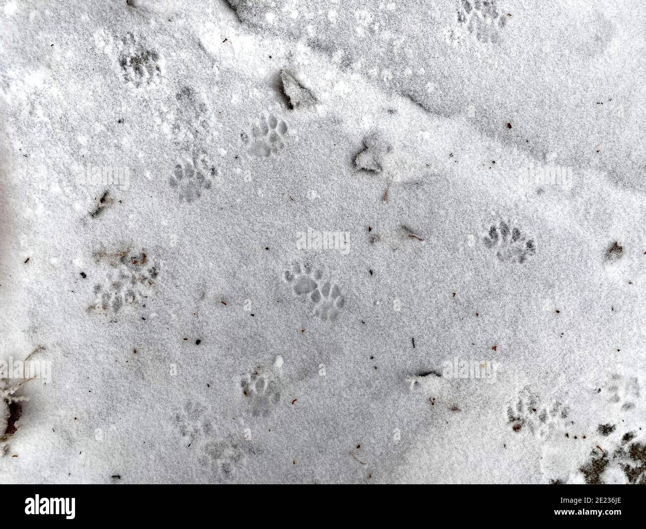 Cat tracks on the first snow. Snow grains on the ground, cat paw prints in the snow. Stock Photo
