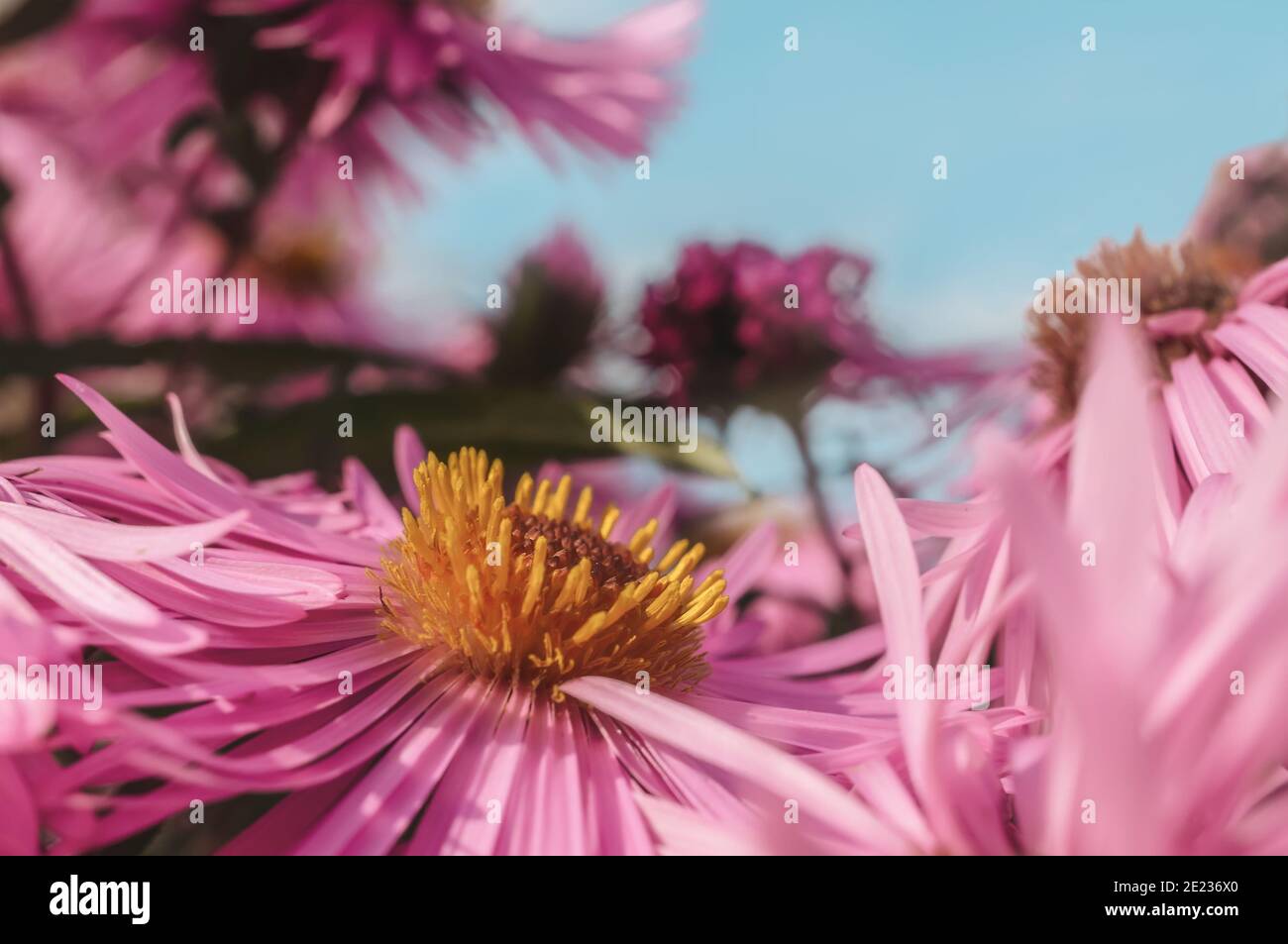 pink chrysanthemums on a blurry background. Beautiful bright chrysanthemums bloom luxuriantly in the garden in autumn. Garden plants of different vari Stock Photo