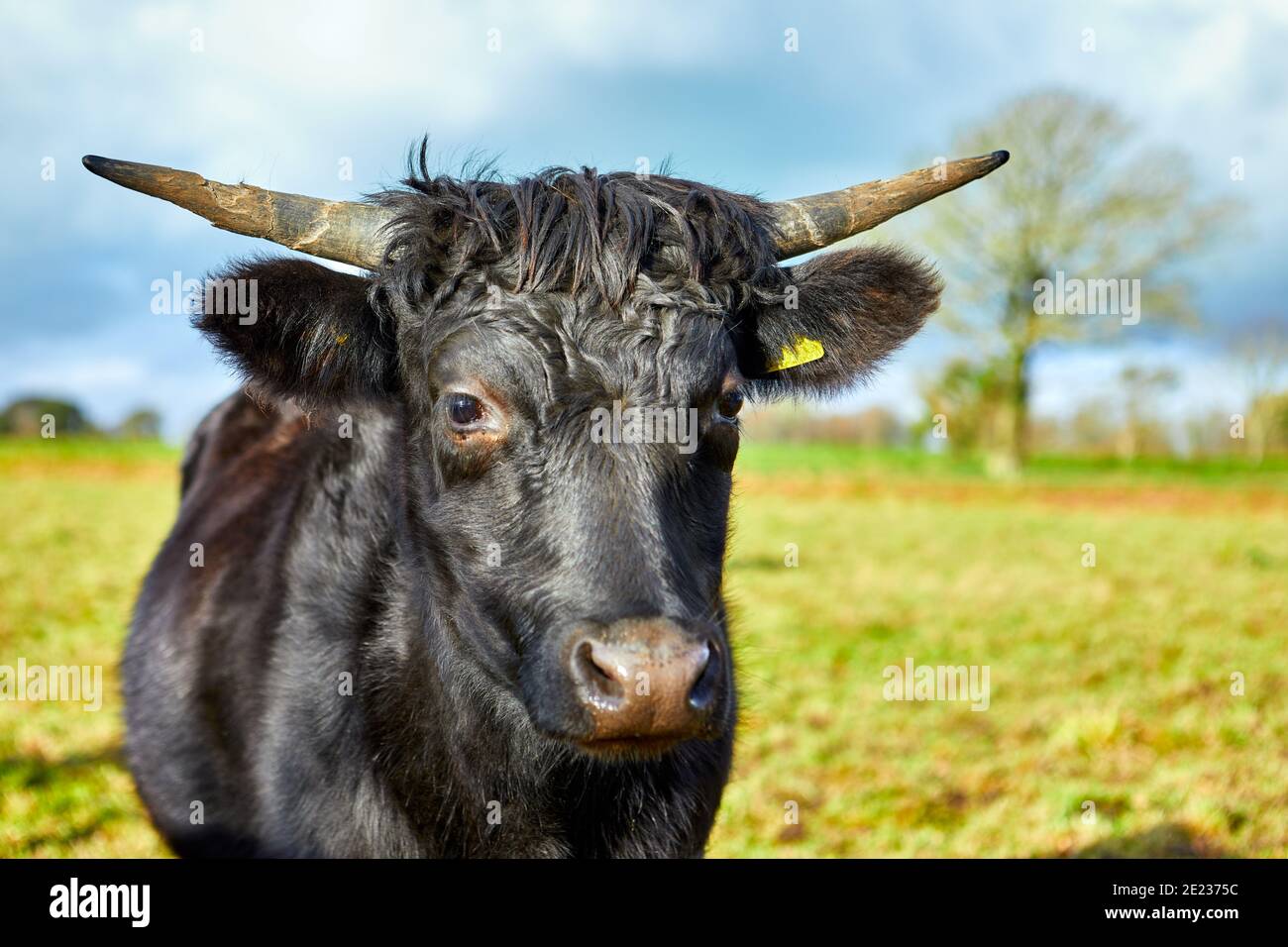 Image of a black Jersey Bull standing in a field. Jersey, Channel