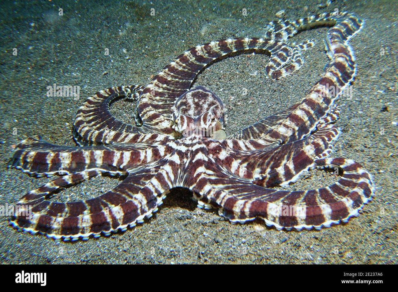 Mimic octopus underwater indonesia scuba hires stock photography and