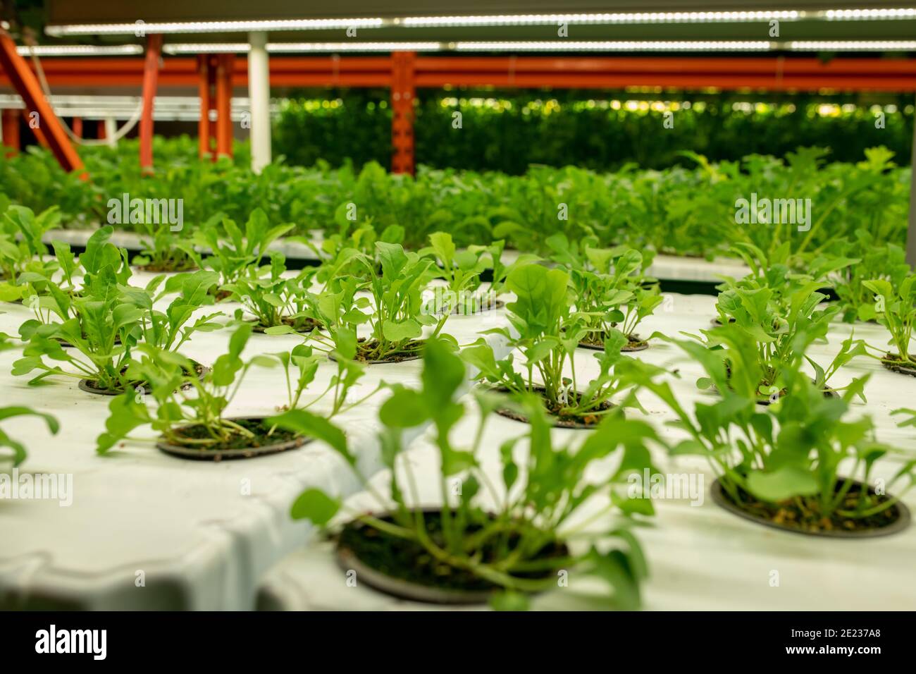 Seedlings of vibrant green color in small pots growing in rows inside ...