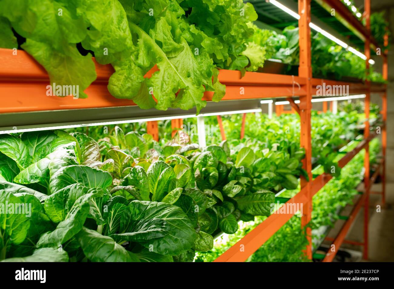 Green seedlings of various sorts of cabbages growing on shelves along