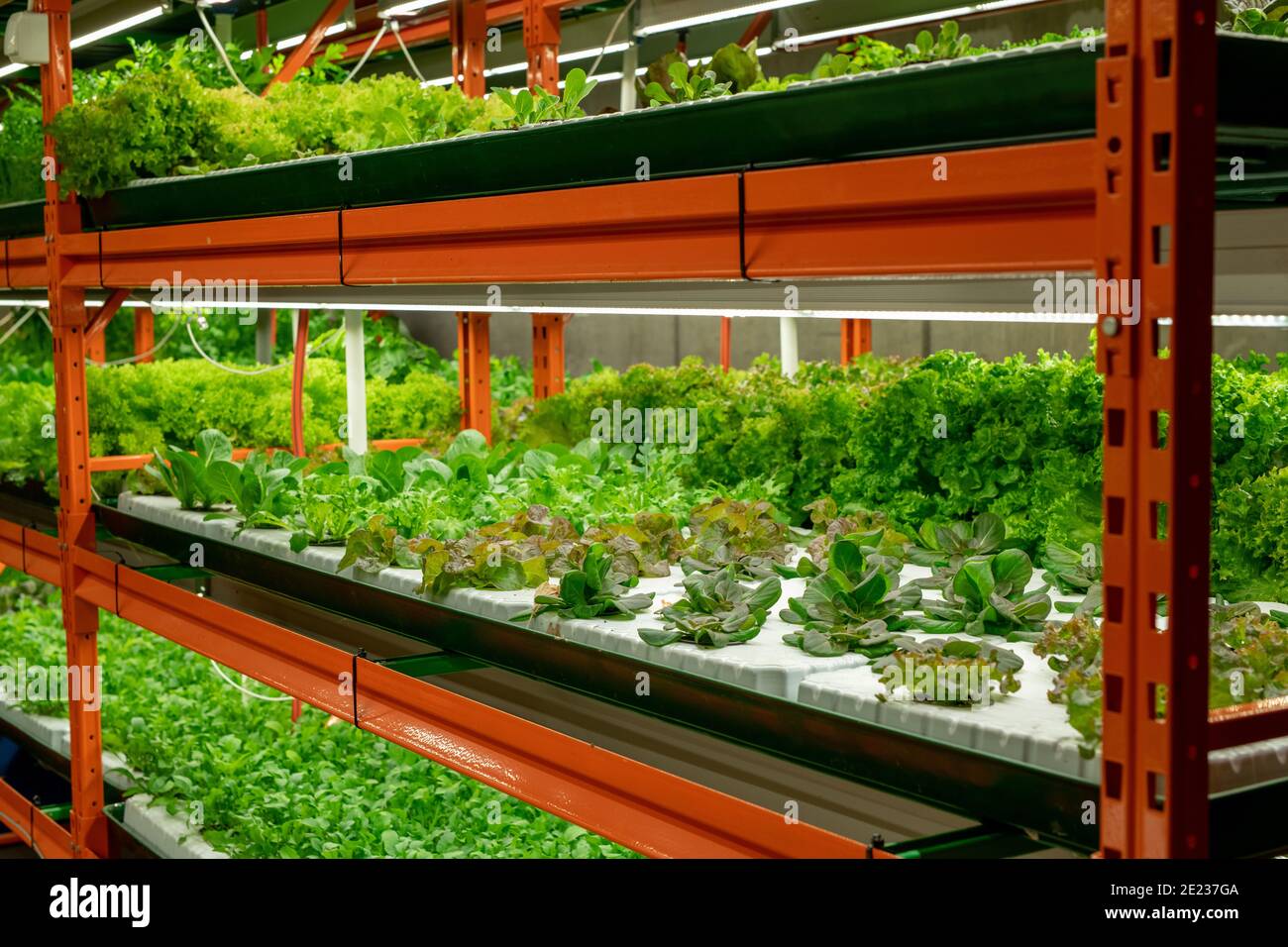 Seedlings of various sorts of lettuce or spinach growing in small pots on shelves inside large contemporary vertical farm or hothouse Stock Photo