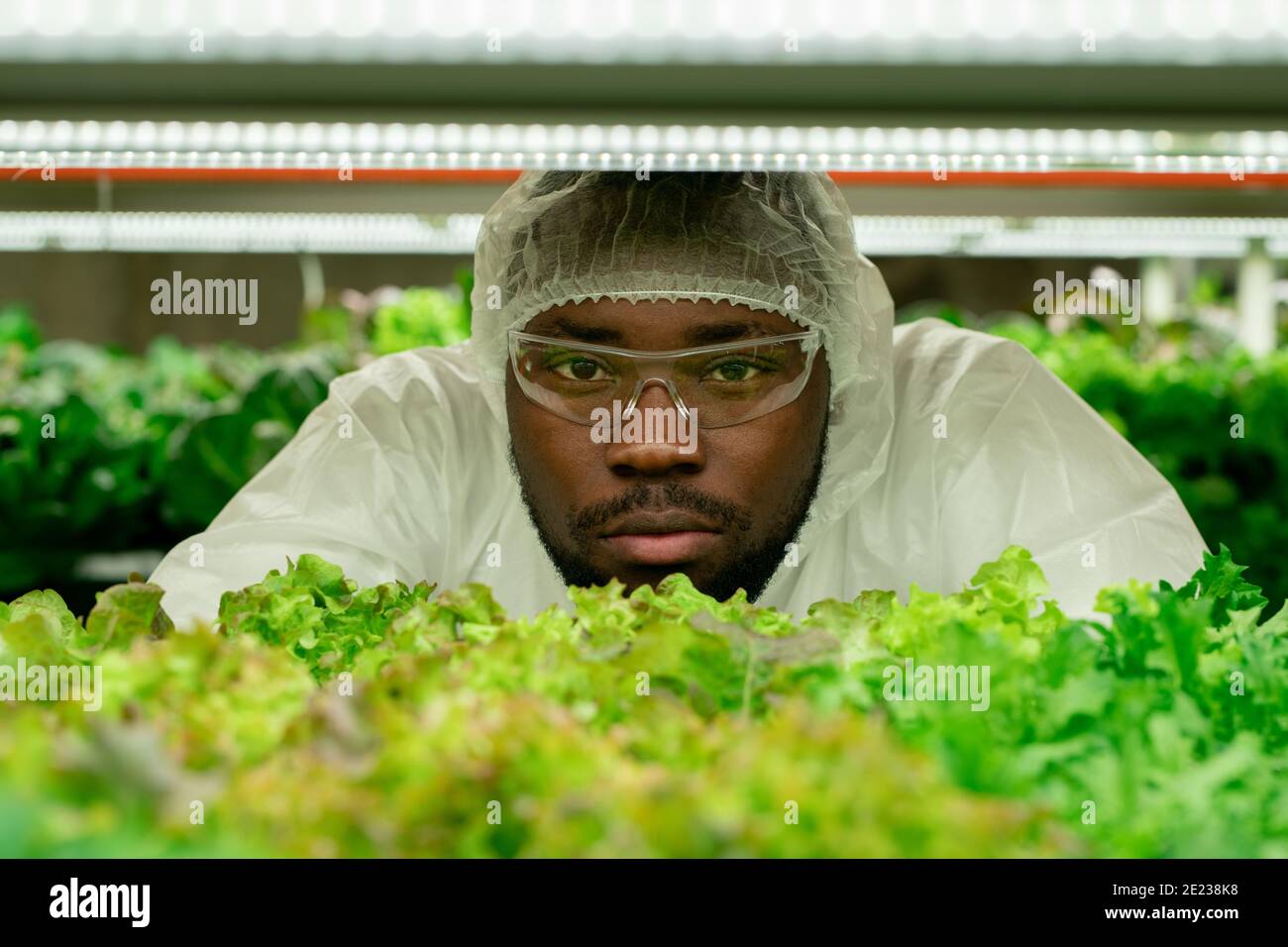 Young African male agroengineer in protective eyeglasses and coveralls looking at you while standing by shelf with seedlings of green lettuce Stock Photo