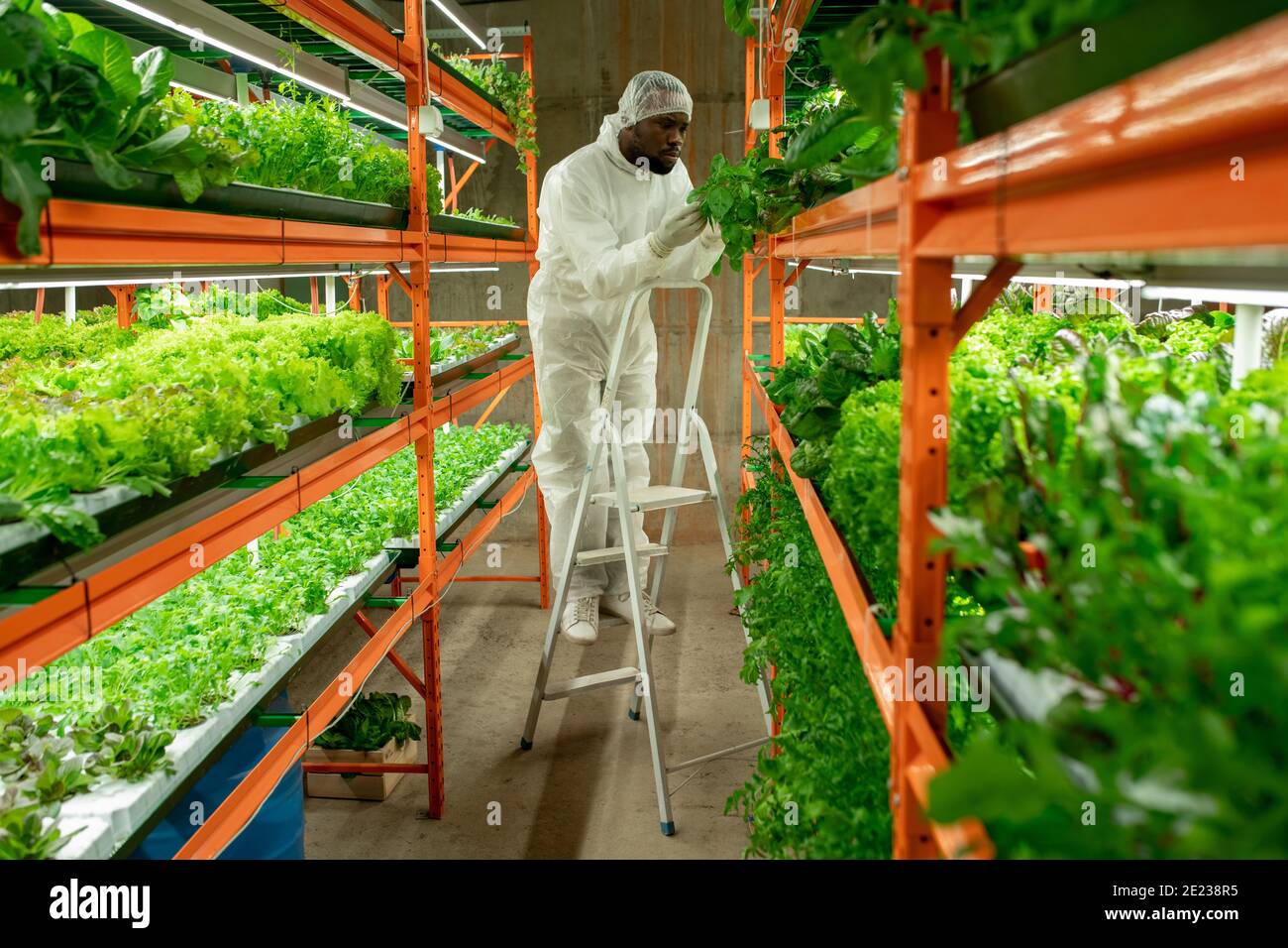 Young African male agroengineer in protective workwear standing on stepladder in aisle by shelf with green lettuce seedlings during work Stock Photo