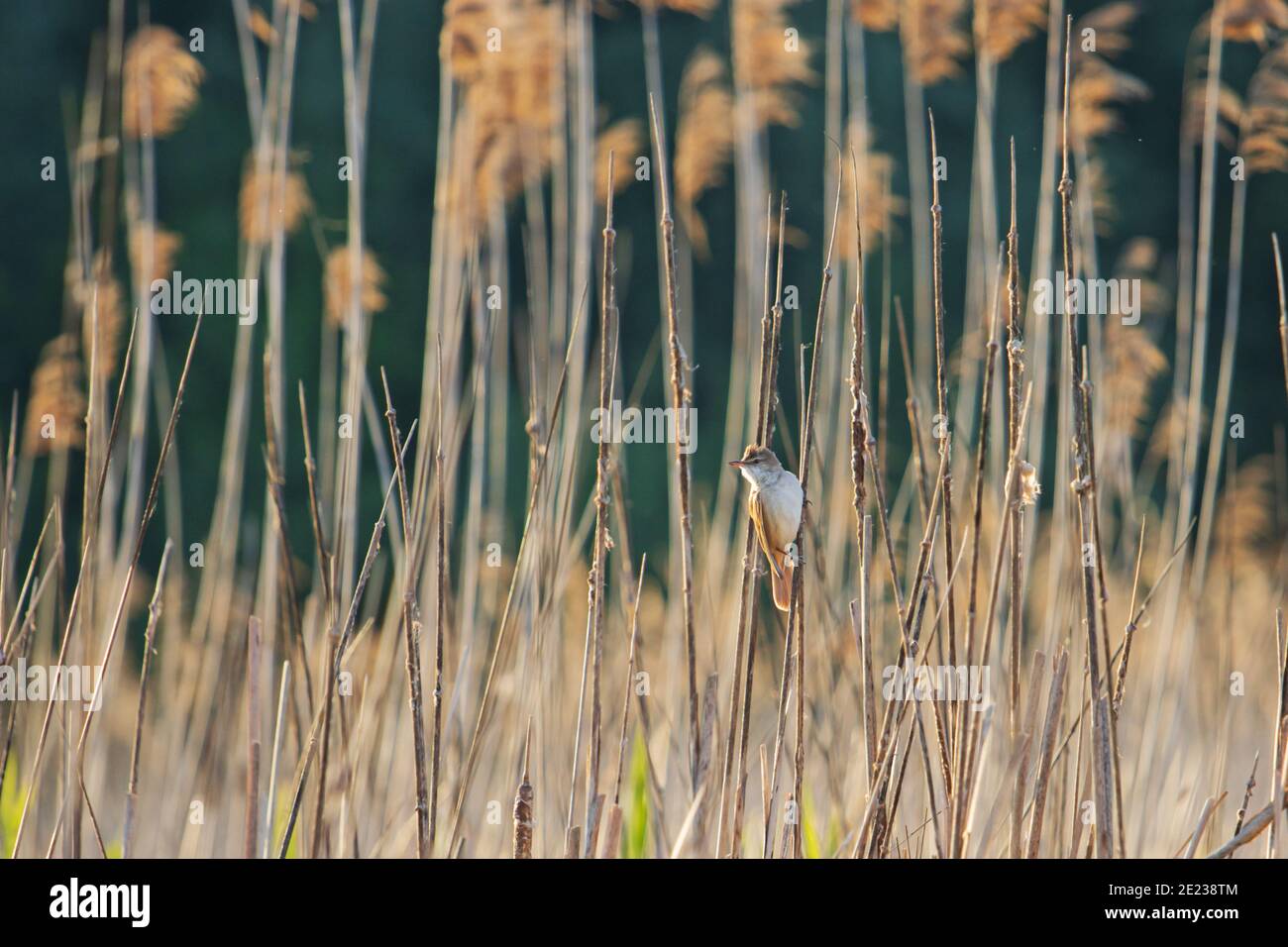 Bird sit among dry hi-res stock photography and images - Alamy