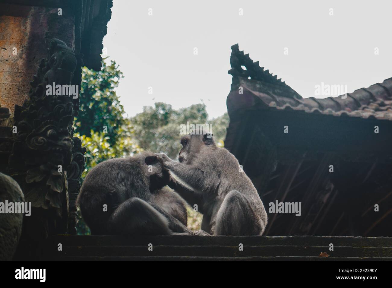 Monkeys in the wild jungle of Indonesia. Stock Photo