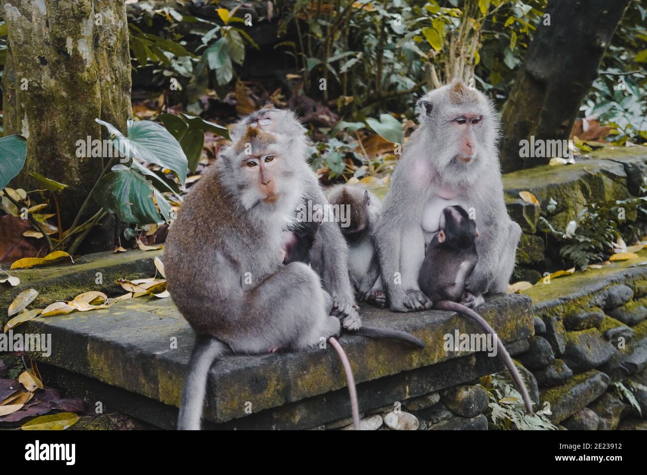 Monkeys in the wild jungle of Indonesia. Stock Photo