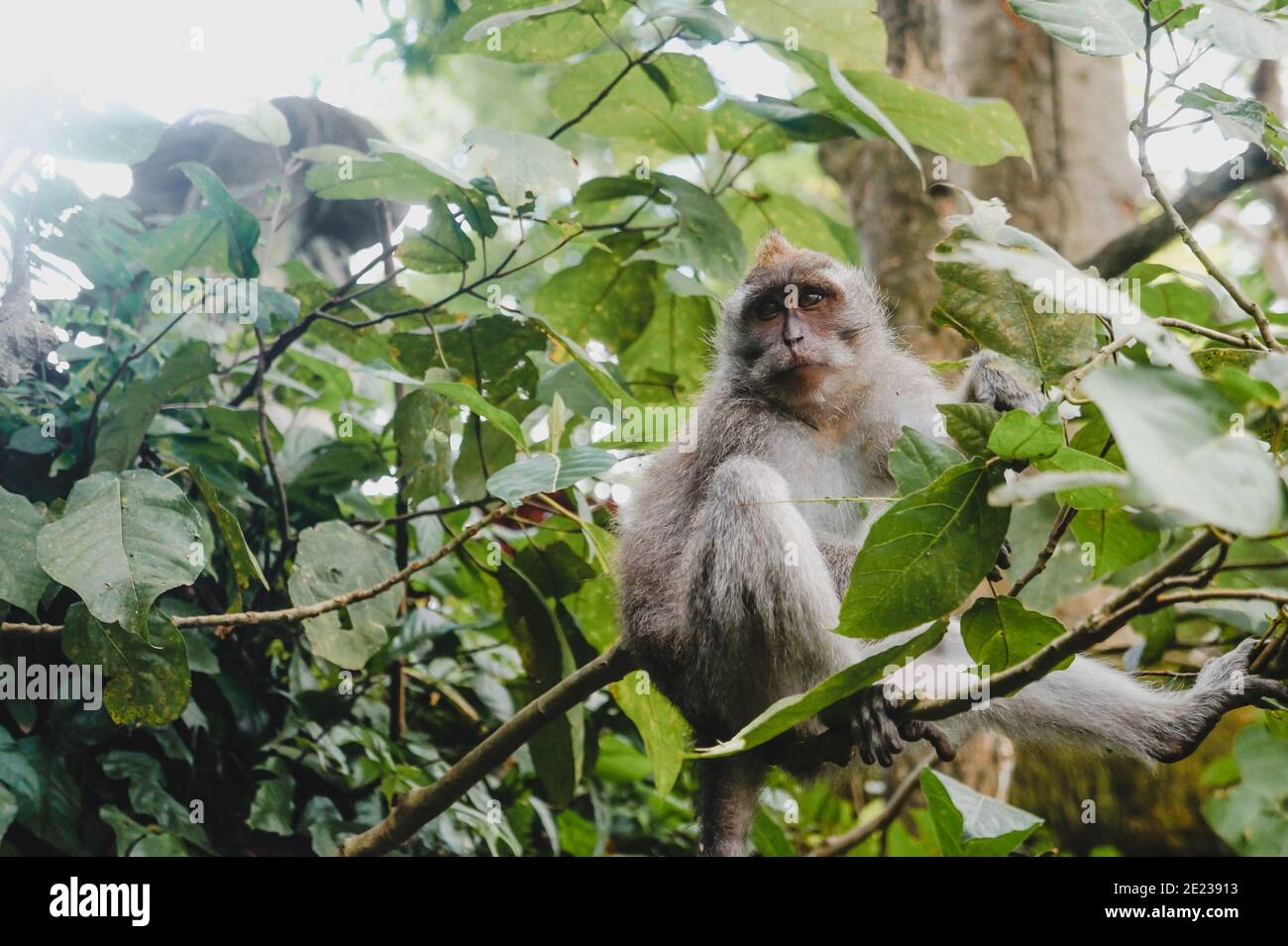 Monkeys in the wild jungle of Indonesia. Stock Photo
