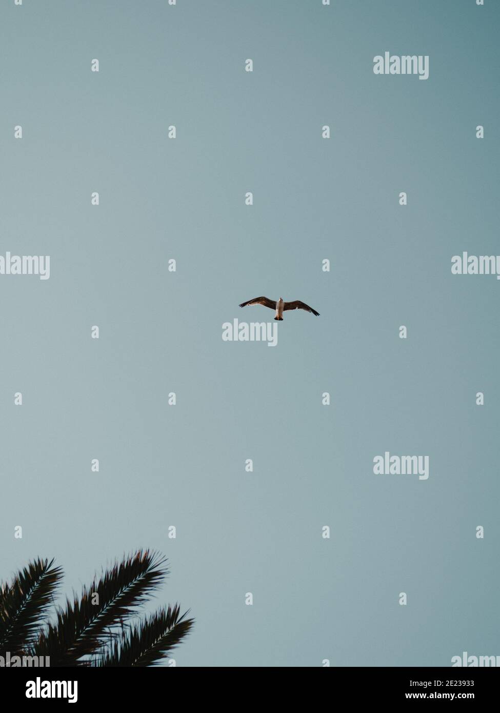A bird flying in the perfect blue sky. Stock Photo