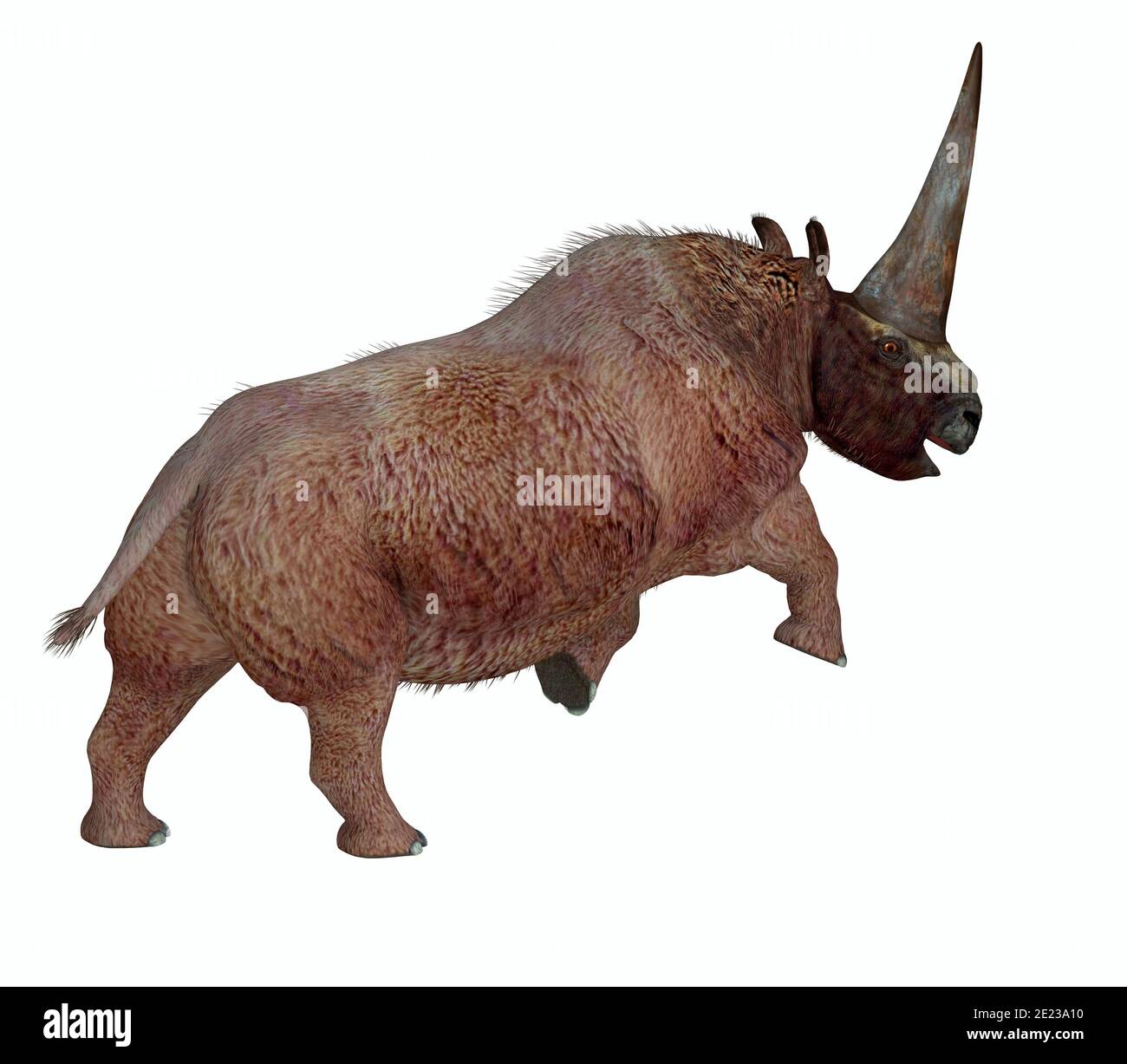 Elasmotherium was a herbivorous rhinoceros mammal that had a large horn on it's forehead and lived during the Pliocene and Pleistocene periods. Stock Photo