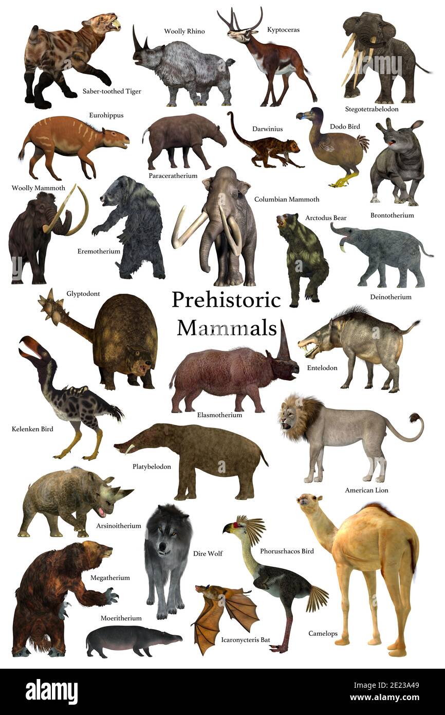 A collection of some of the better known mammals that lived during the Cenozoic Era. Stock Photo