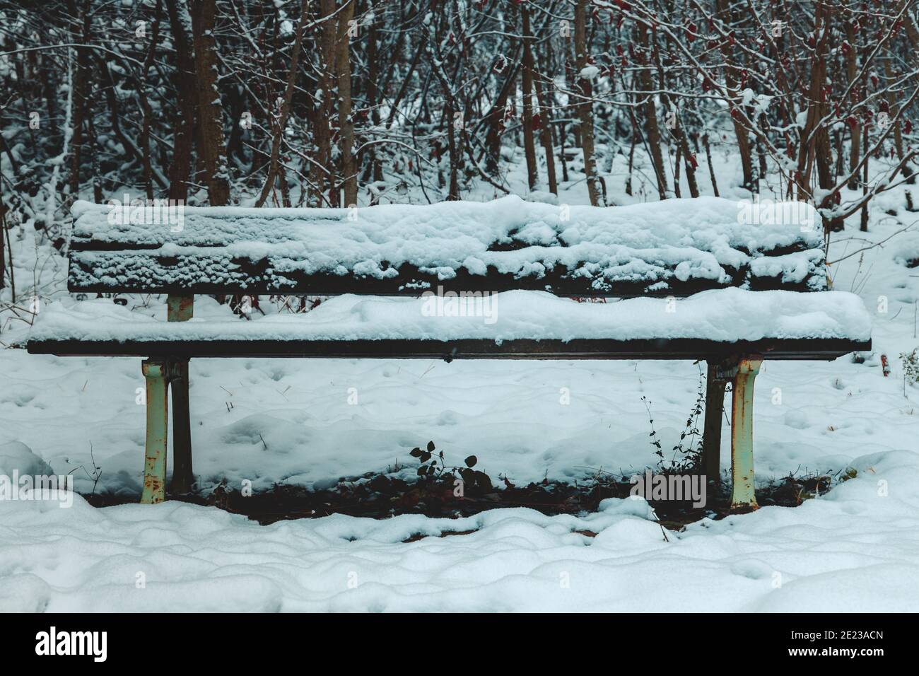 an wooden empty bench with snow in a forest in wintertime Stock Photo