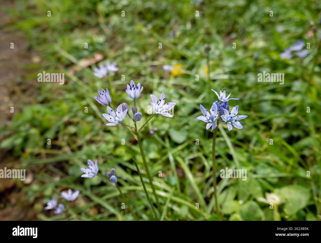 Scilla verna or spring squill blue flowers Stock Photo
