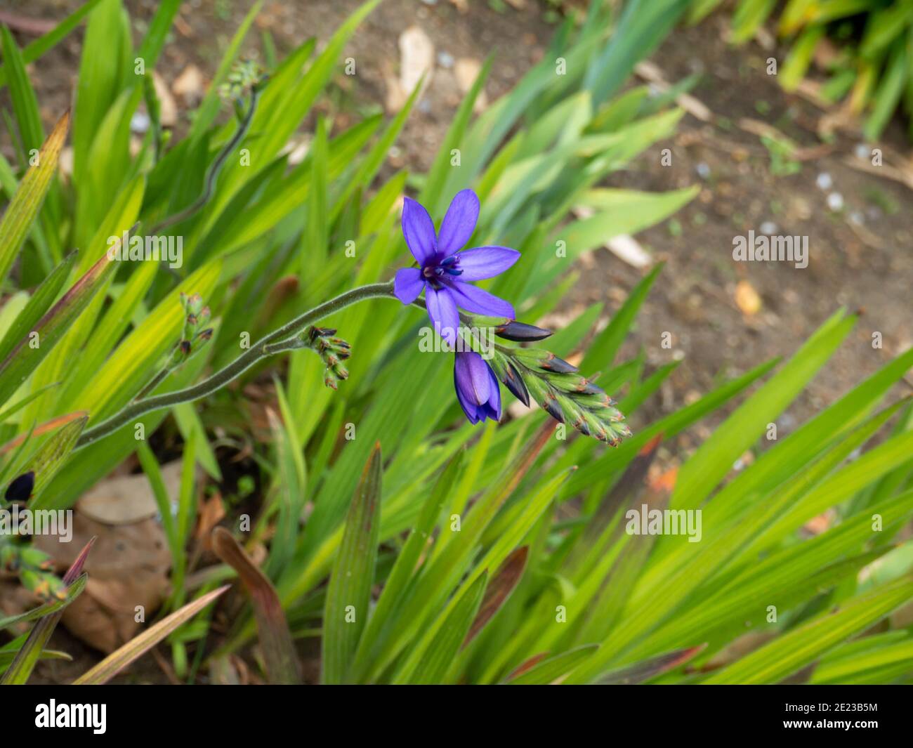 Babiana stricta or Blue freesia or Baboon flowers, leaves and buds in the garden Stock Photo