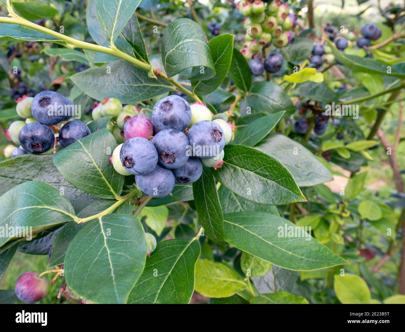 Blueberry ripe purple and green berries at the plantation. Dusky blue wax coating on the berries. Stock Photo
