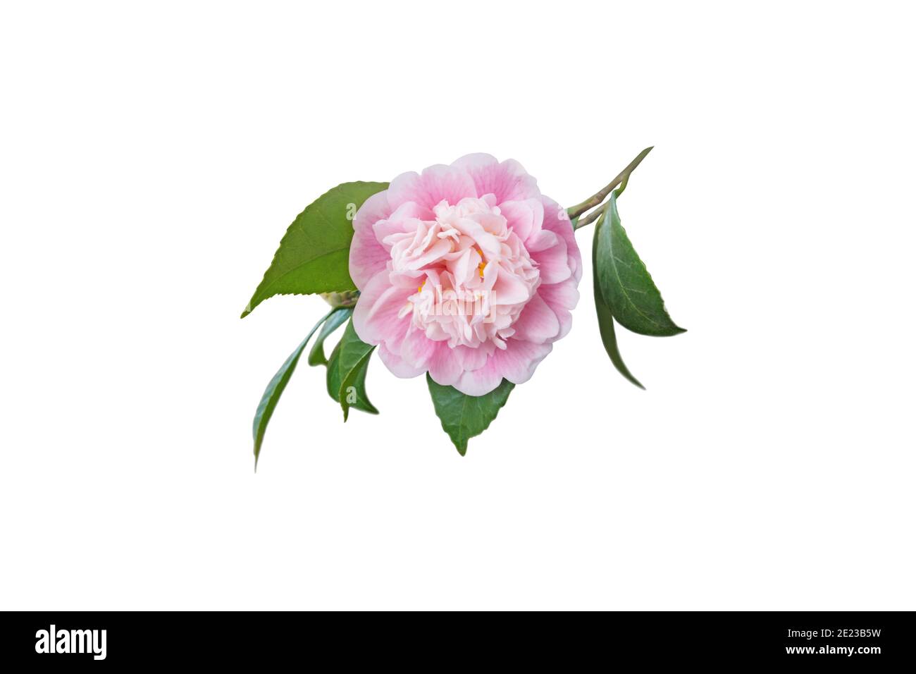 Pale pink camellia japonica peony form flower and leaves isolated on white. Japanese tsubaki. Stock Photo