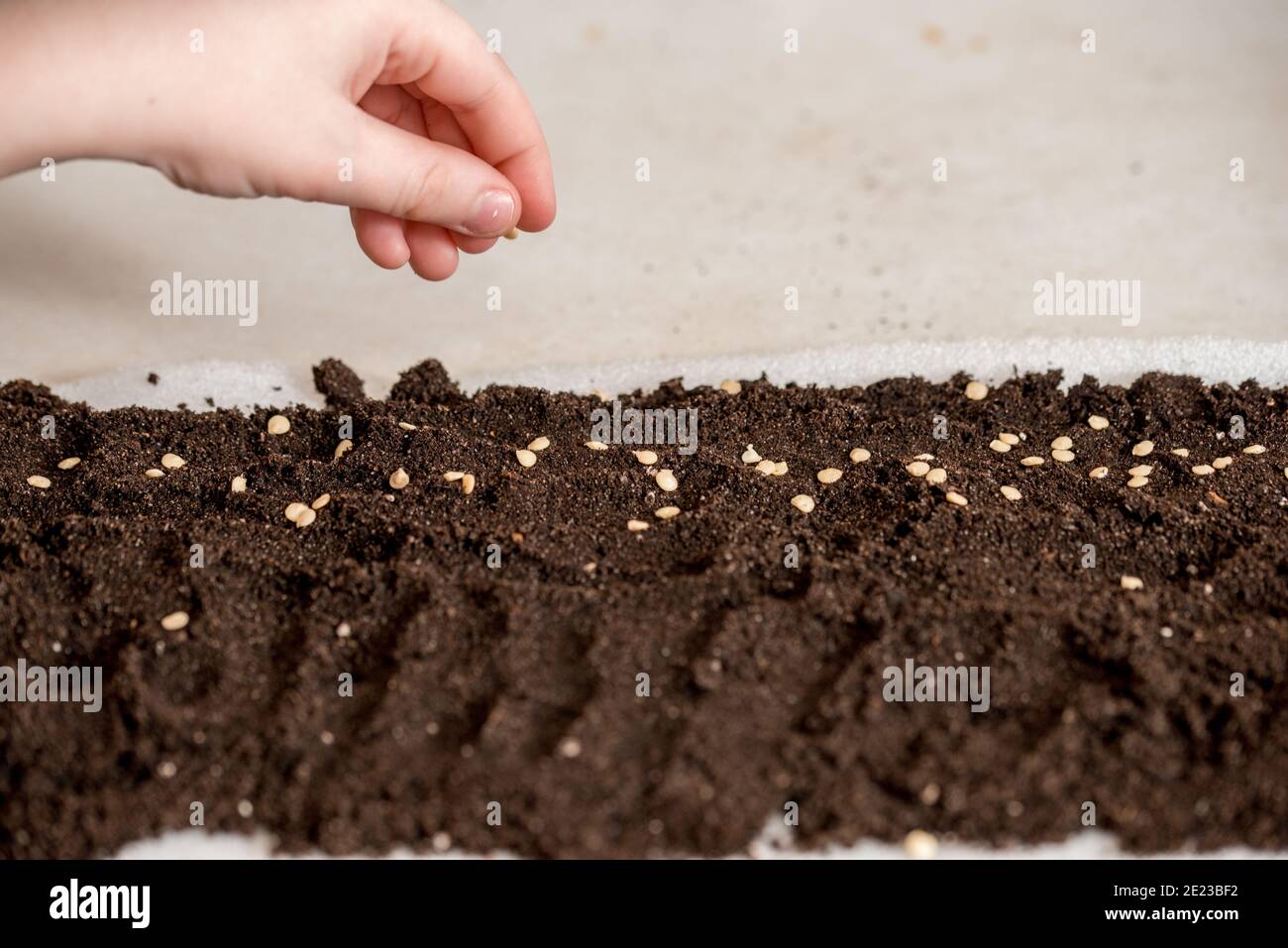 Hand holding tomato seeds ready to sow Stock Photo Alamy