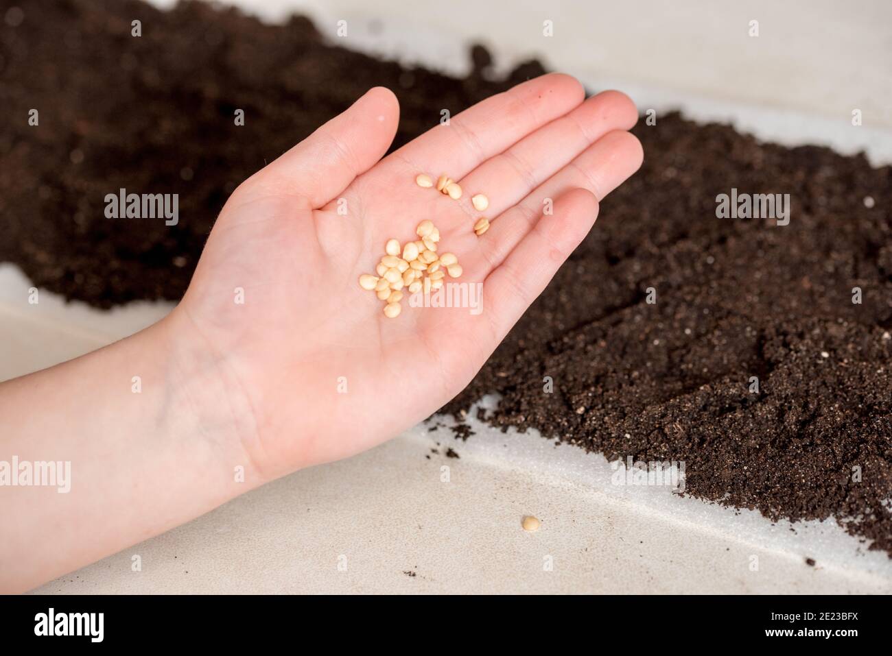 Sowing tomato seeds hires stock photography and images Alamy